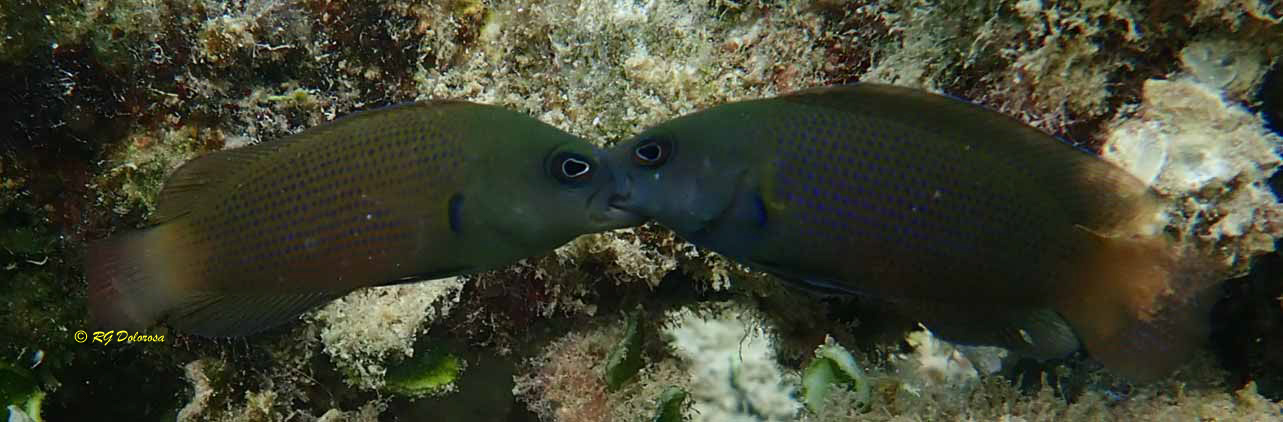 Pseudochromis fuscus