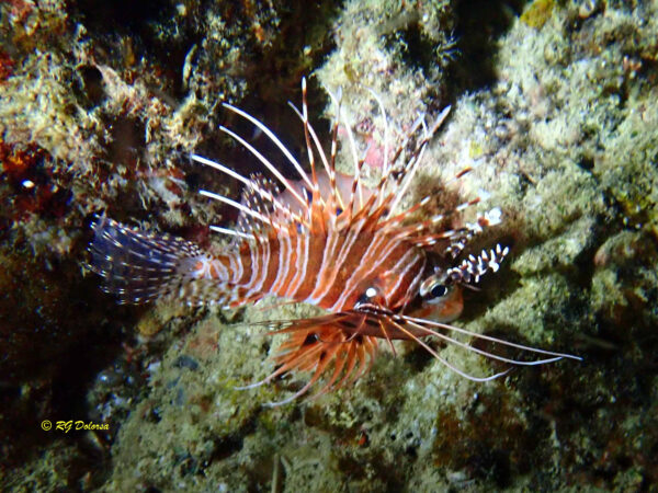 Pterois  antennata