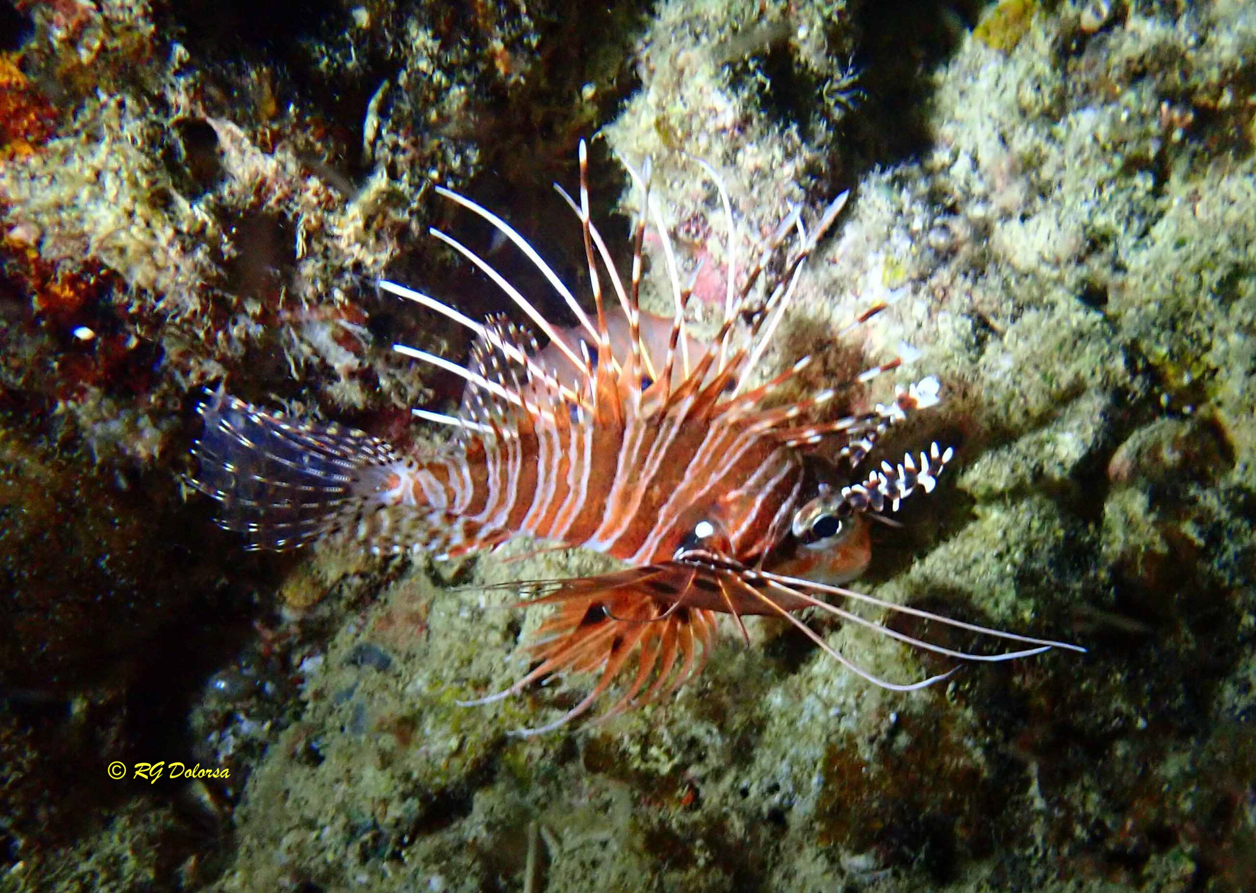 Pterois  antennata