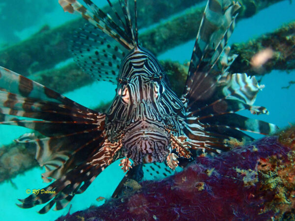 Pterois volitans