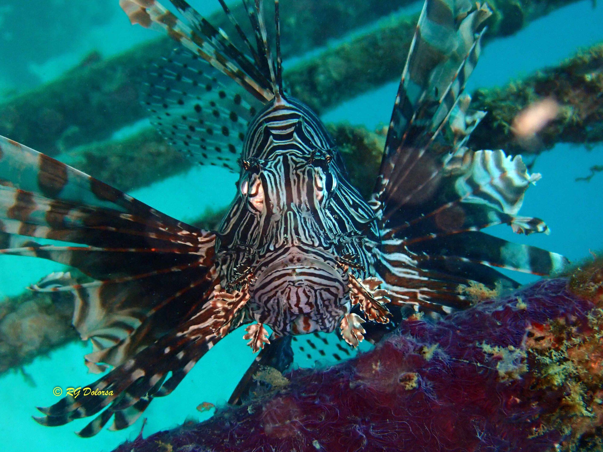 Pterois volitans