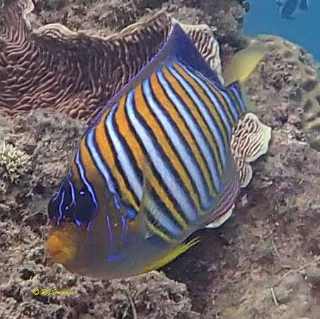 Pygoplites diacanthus