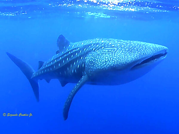 Rhincodon typus
