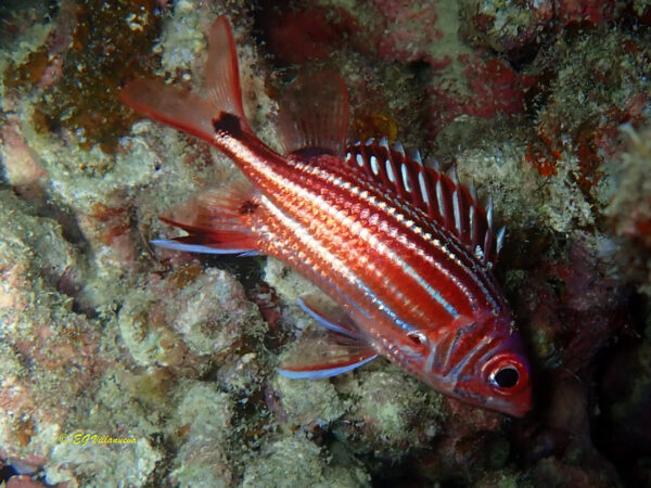 Sargocentron cornutum
