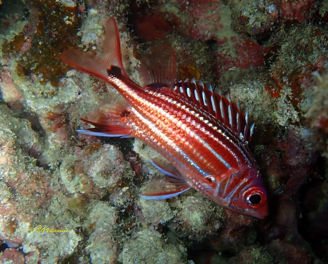 Sargocentron cornutum
