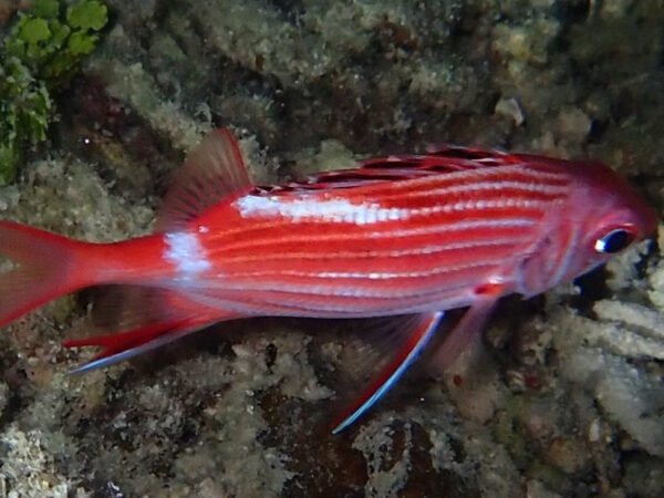 Sargocentron microstoma