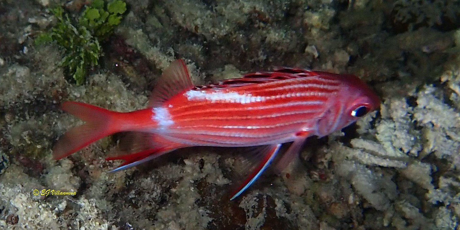 Sargocentron microstoma