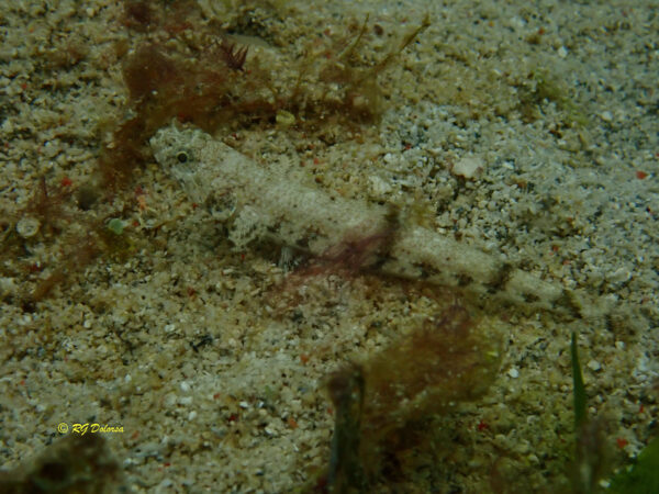 Saurida nebulosa