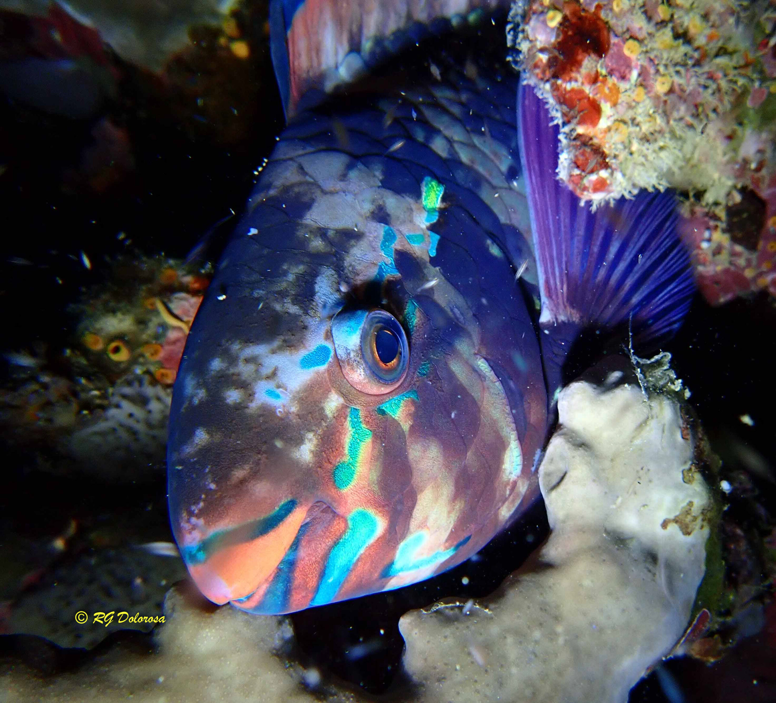Scarus rivulatus