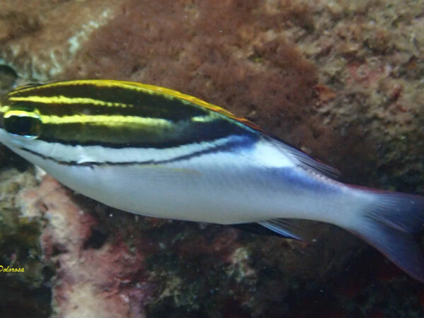 Scolopsis bileneatus