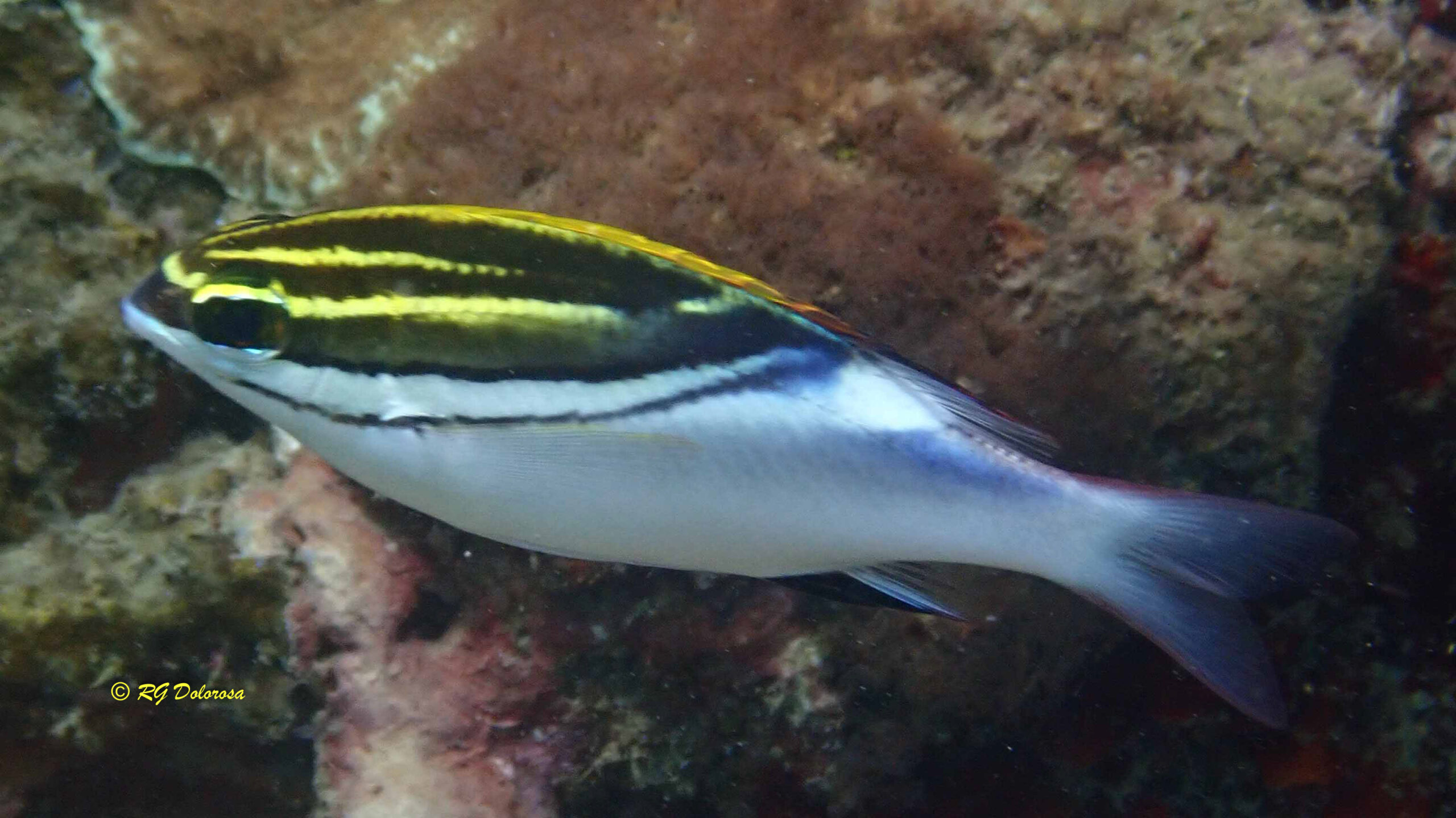Scolopsis bileneatus