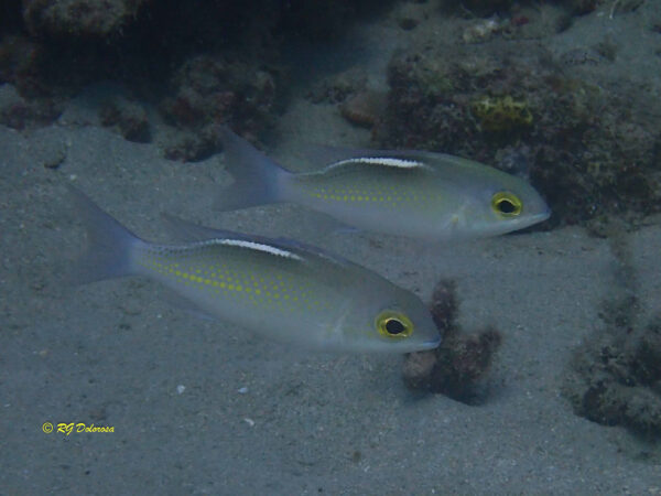 Scolopsis ciliata