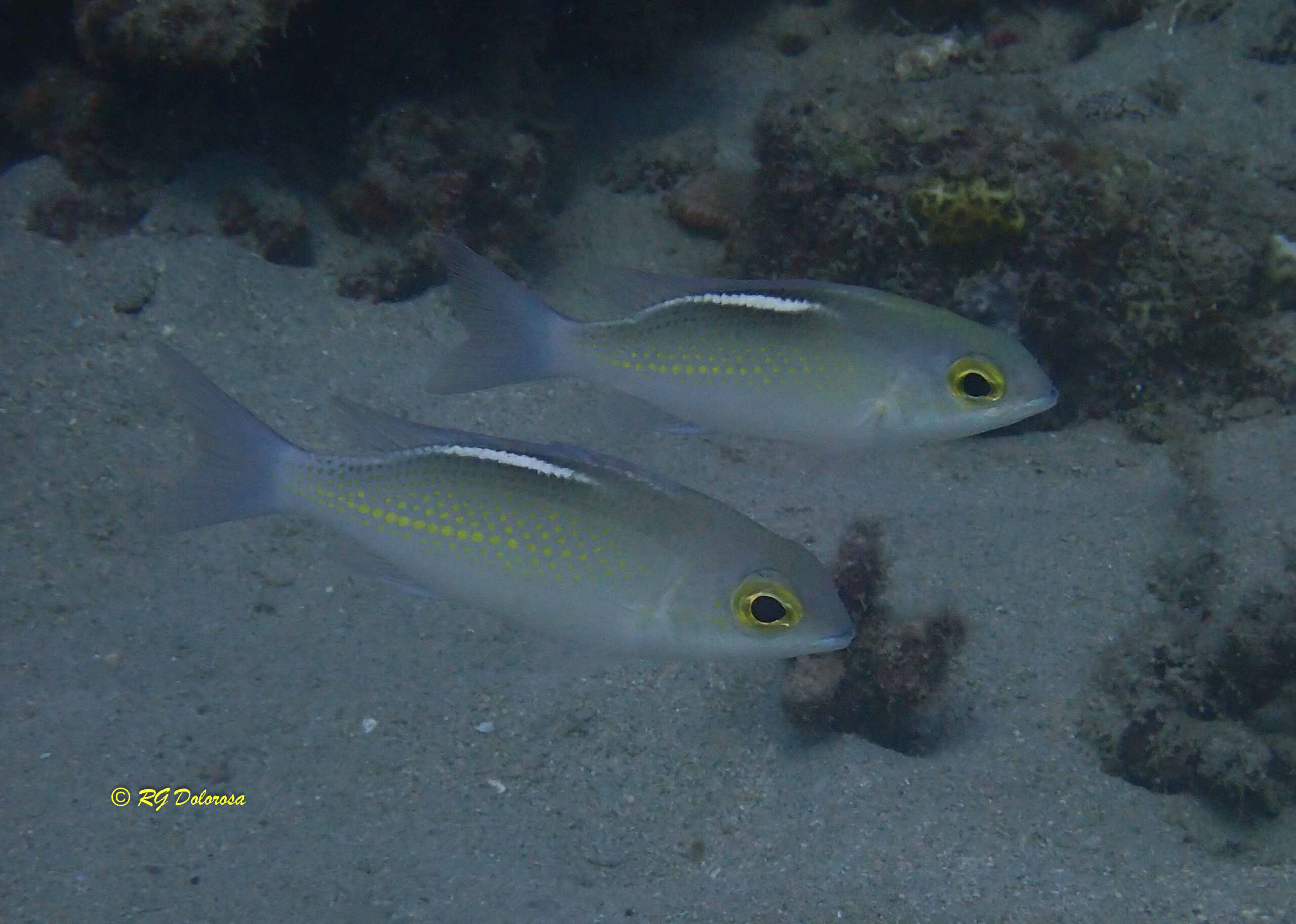 Scolopsis ciliata