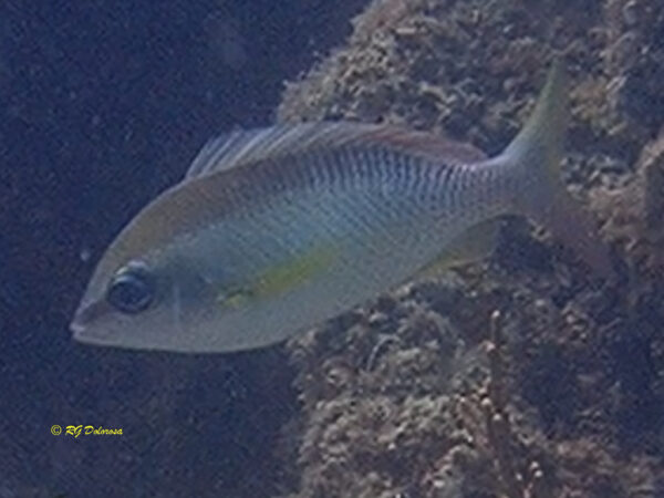 Scolopsis margaritifera