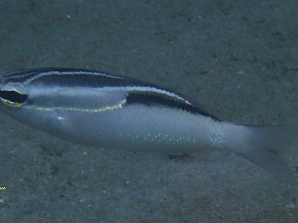 Scolopsis trilineata