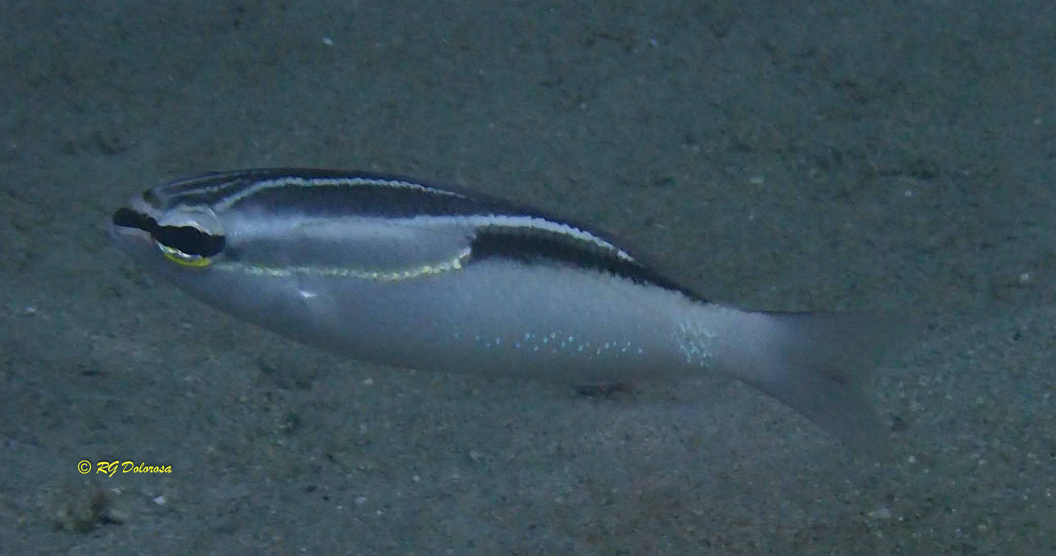 Scolopsis trilineata