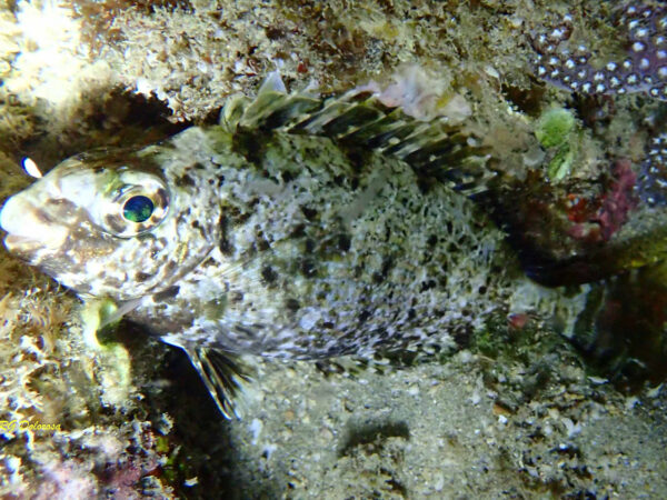 Siganus spinus