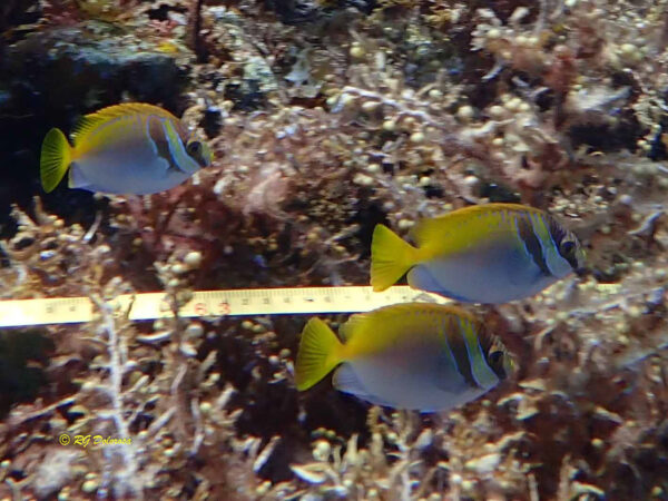 Siganus virgatus