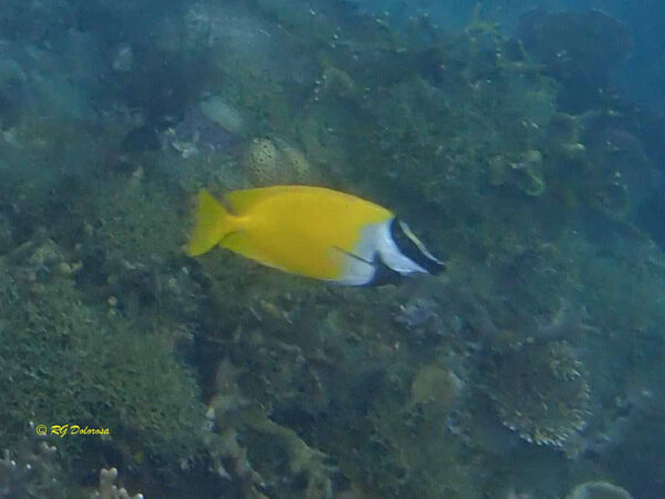 Siganus vulpinus