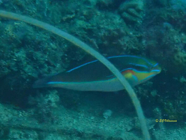 Stethojulis bandanensis