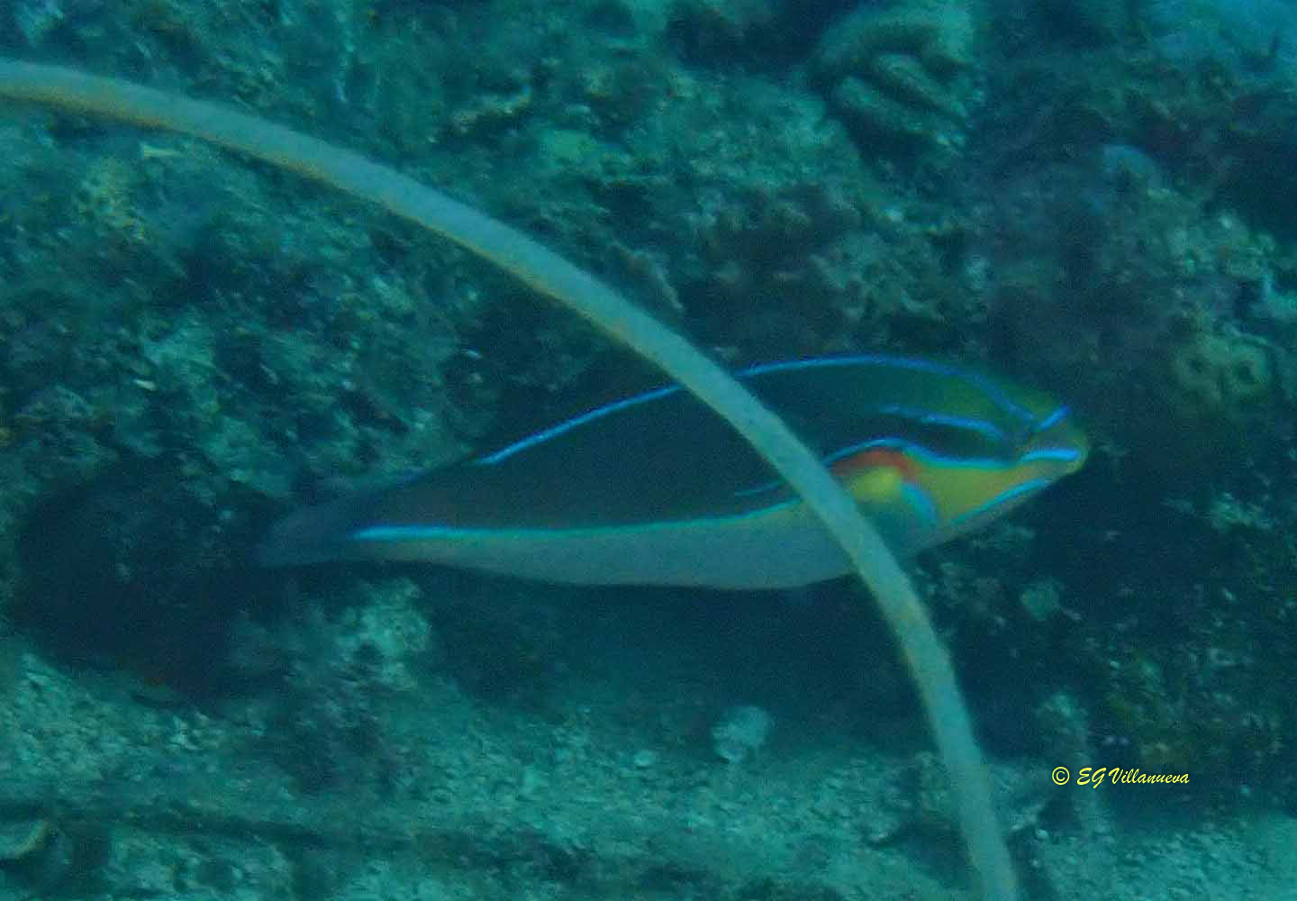 Stethojulis bandanensis