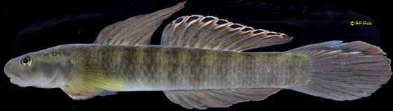 Stiphodon palawanensis