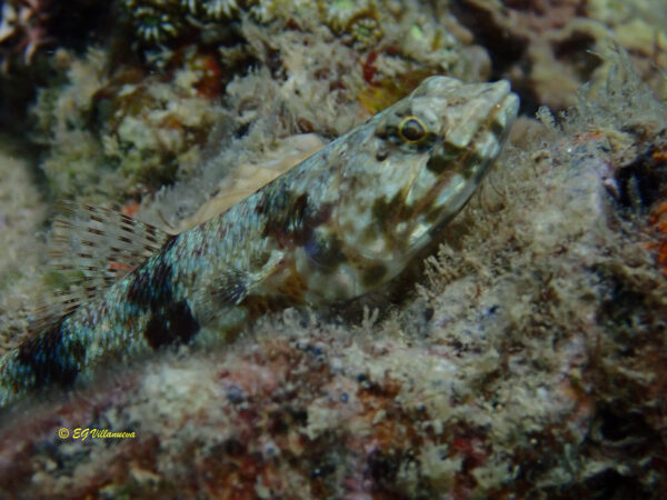 Synodus dermatogenys