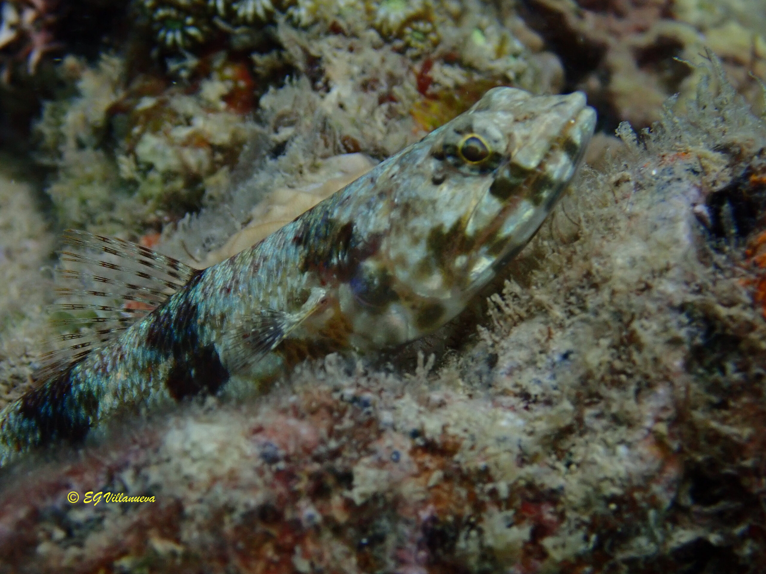 Synodus dermatogenys