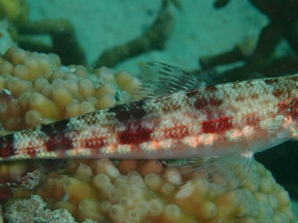 Synodus jaculum