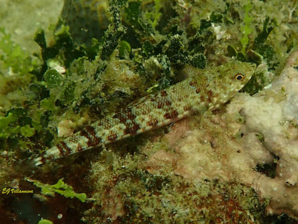 Synodus variegatus