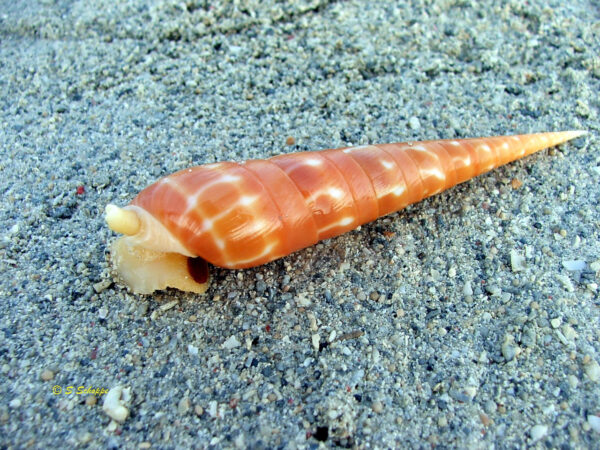 Terebra dimidiata cf