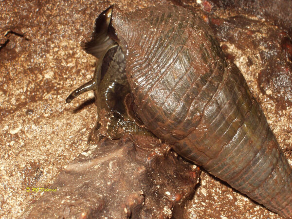 Terebralia palustris
