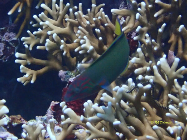 Thalassoma lunare