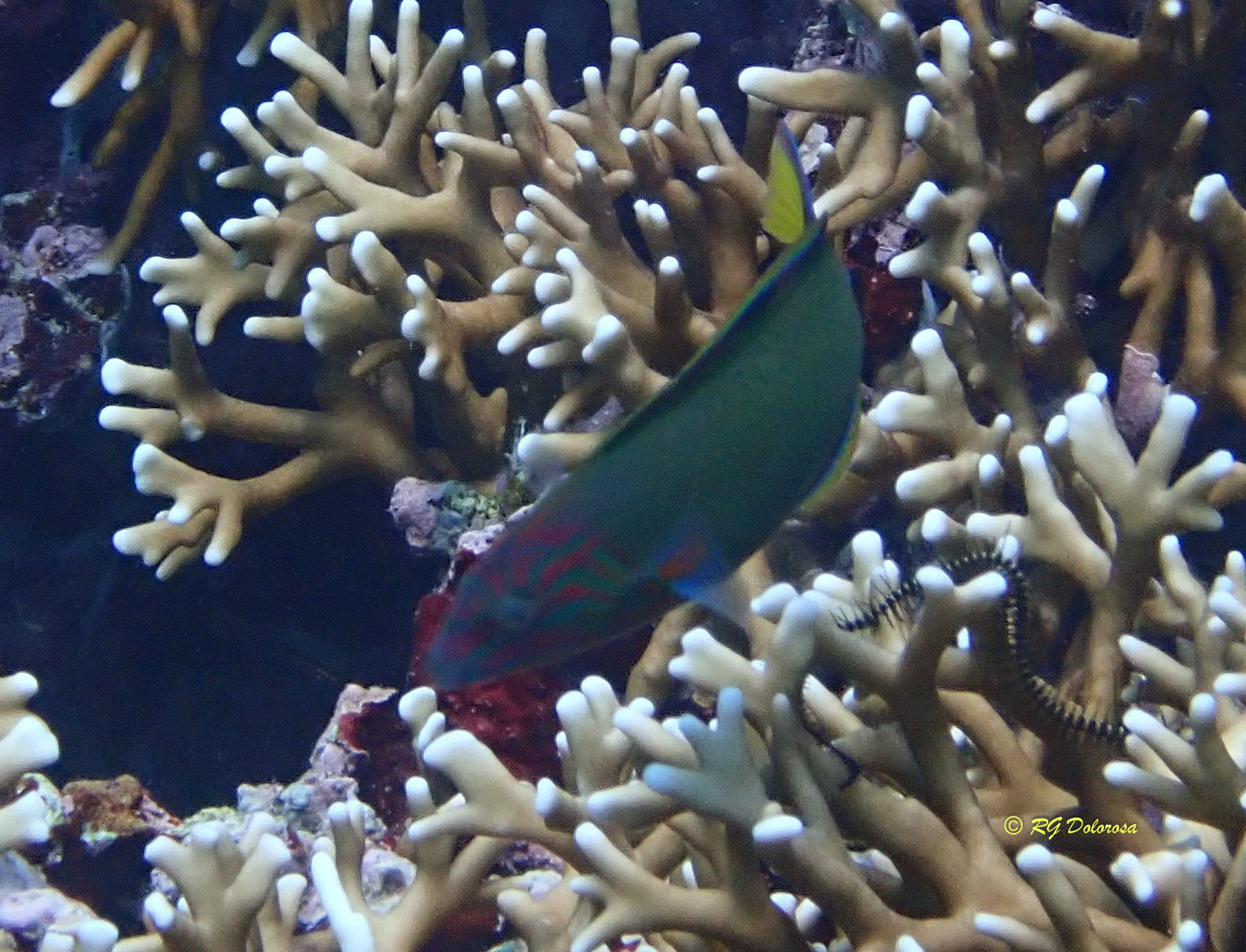 Thalassoma lunare