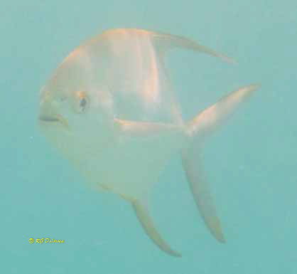 Trachinotus baillonii
