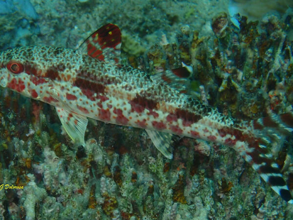 Upeneus tragula
