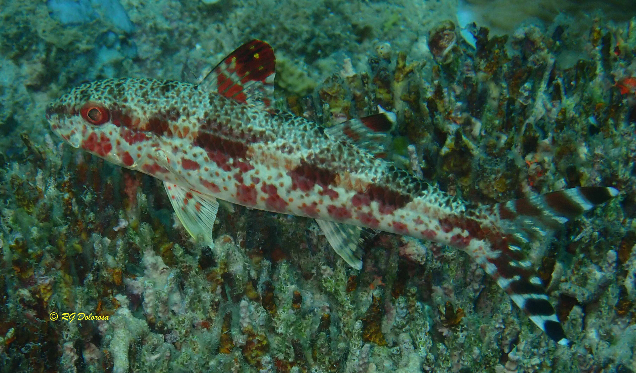 Upeneus tragula