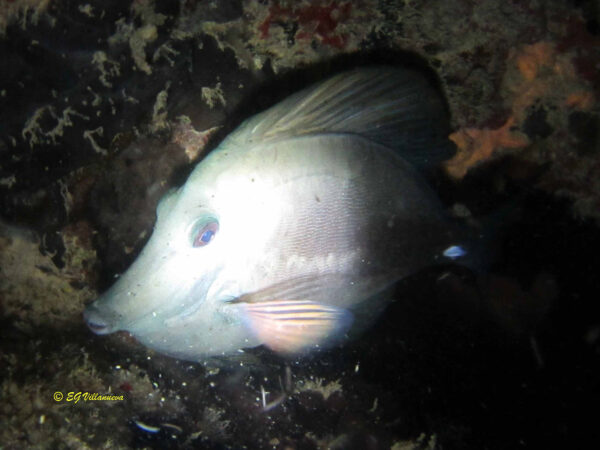 Zebrasoma rostratum