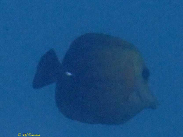 Zebrasoma scopas