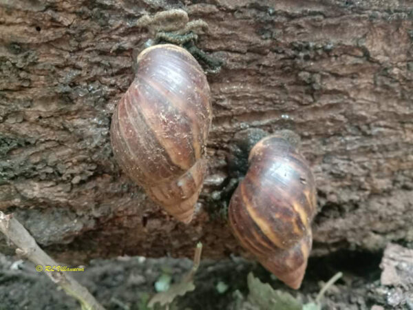 Achatina fulica