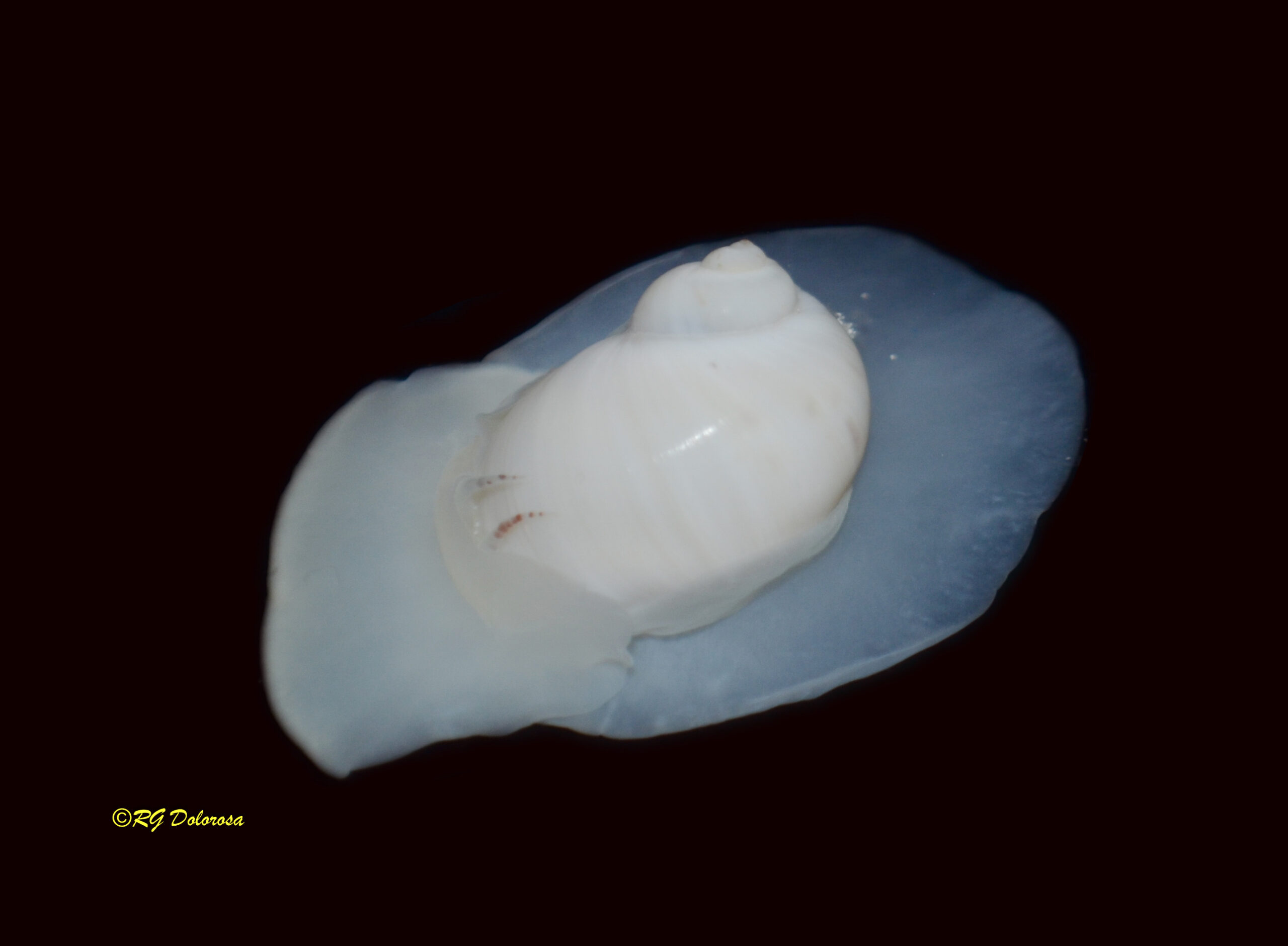 Polinices tumidus