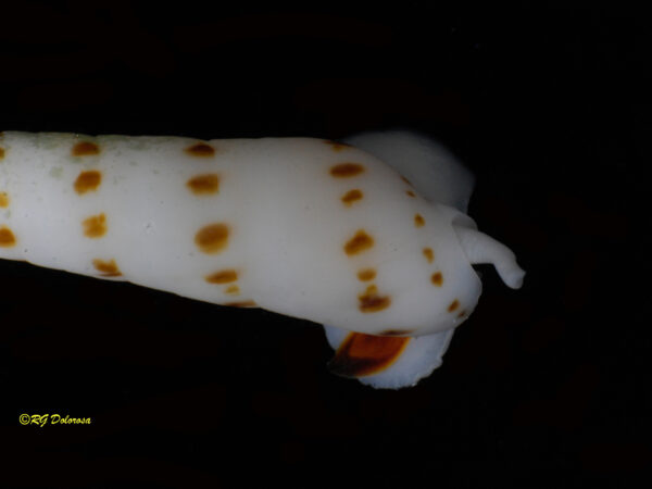 Oxymeris felina