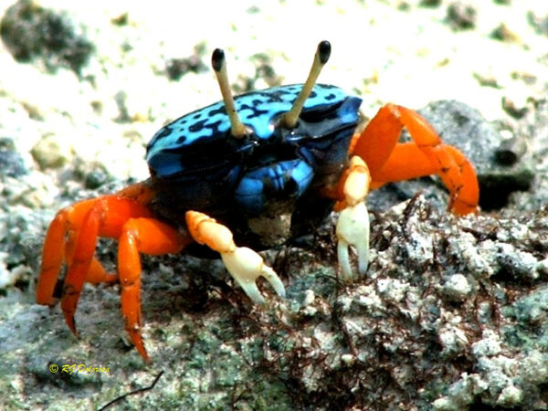 Uca tetragonon