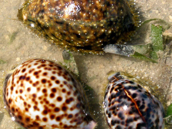 Cypraea tigris