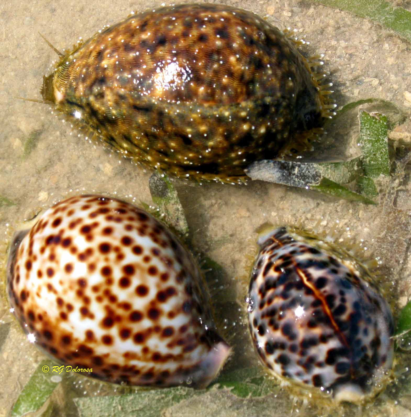 Cypraea tigris