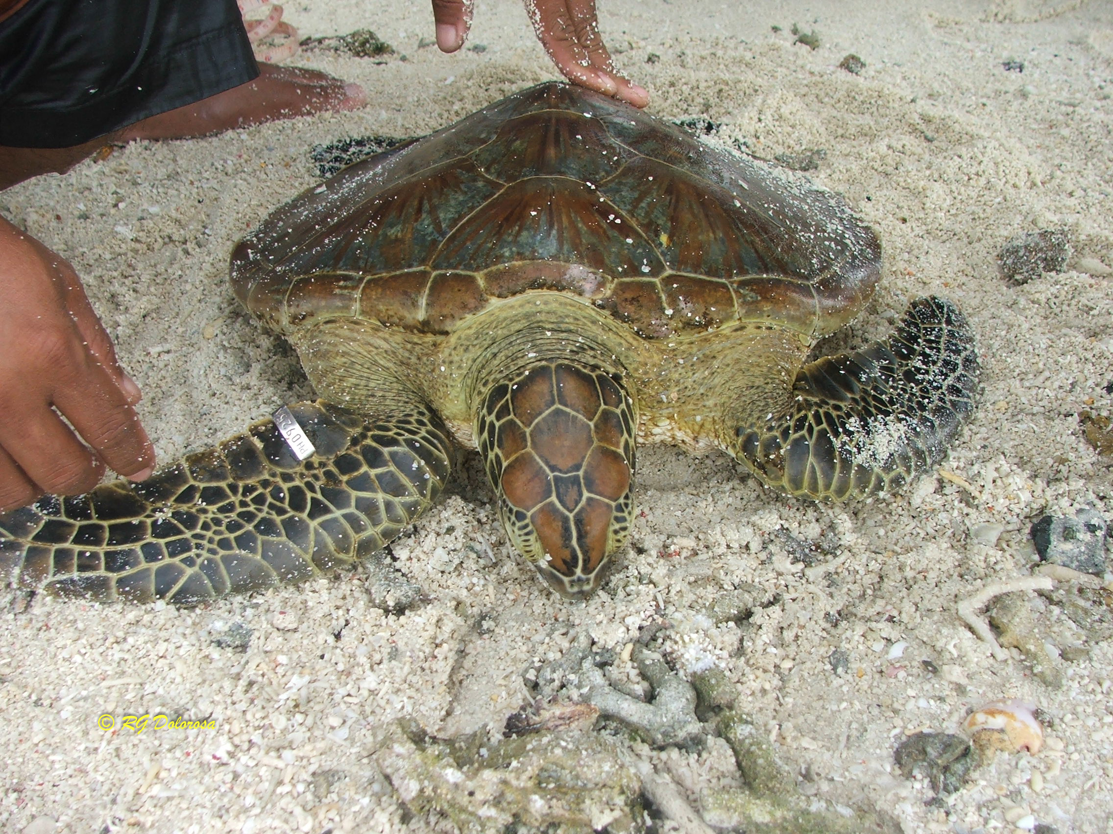 Chelonia mydas