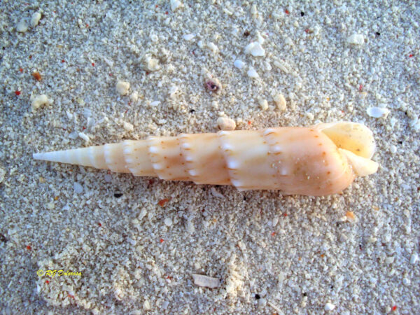Oxymeris crenulatus
