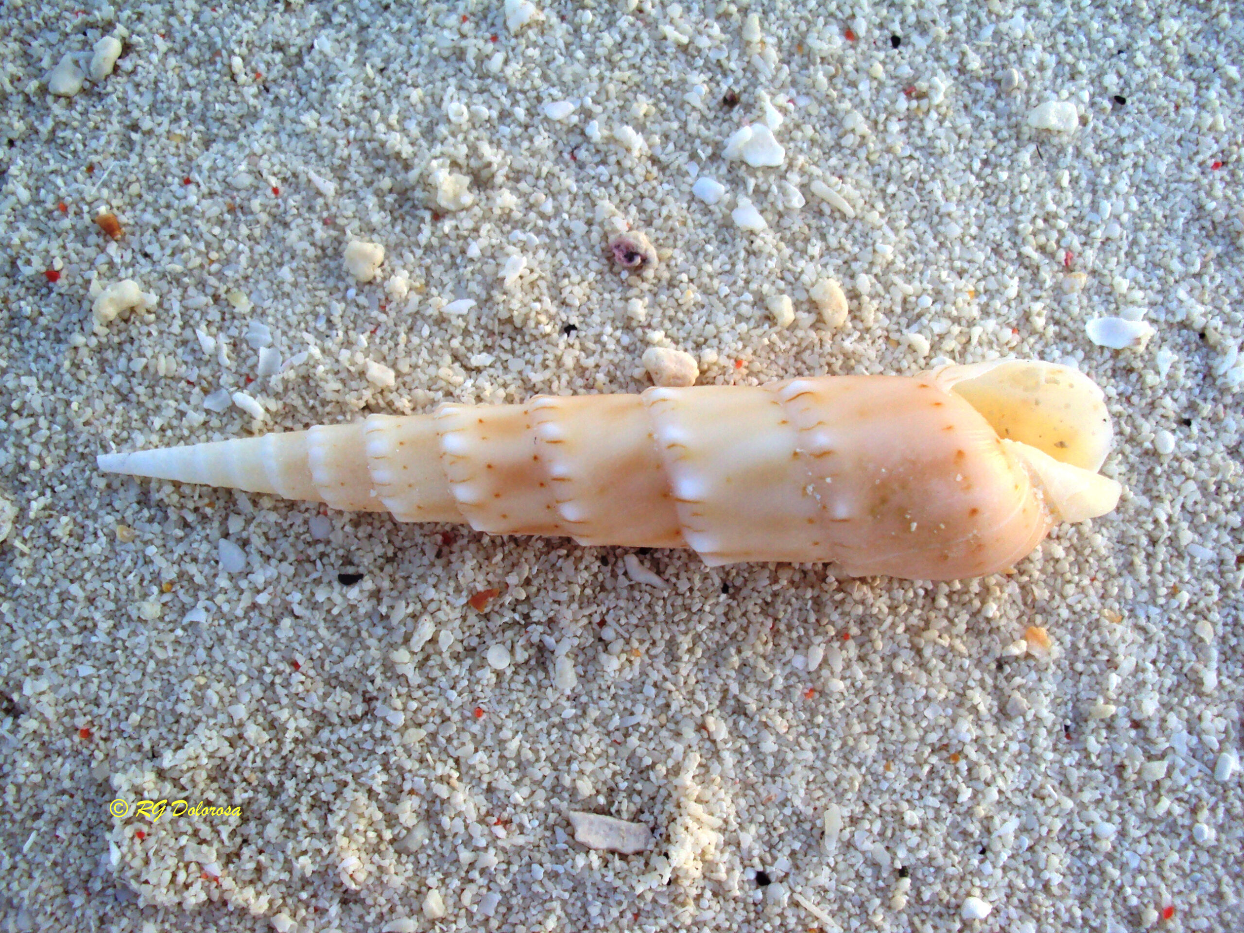 Oxymeris crenulatus