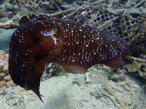 Sepia pharaonis
