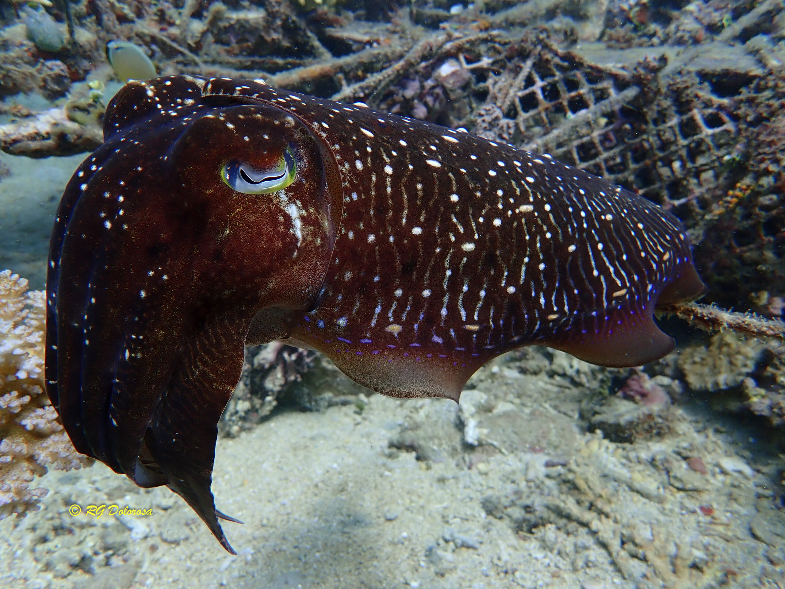 Sepia pharaonis